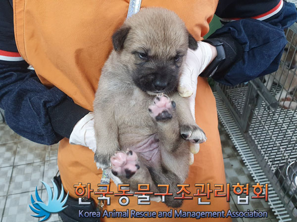 한국동물구조관리협회_441398202300269